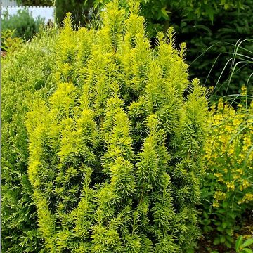 Tejo David - Taxus baccata