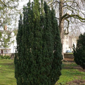 Tejo Fastigiata Robusta - Taxus baccata