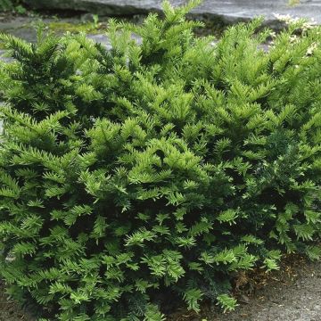 Tejo híbrido Emerald Spreader - Taxus media