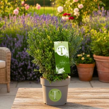 Tejo Tiny T - Taxus baccata