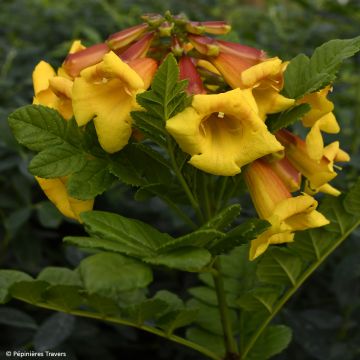 Tecoma capensis Tropical Twist