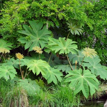 Tetrapanax papyrifera Rex - Planta papel arroz