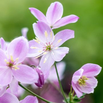 Thalictrum Chantilly Lace