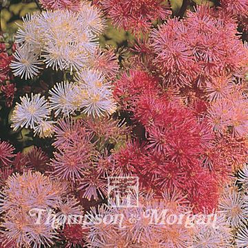 Thalictrum New Hybrids Mixed
