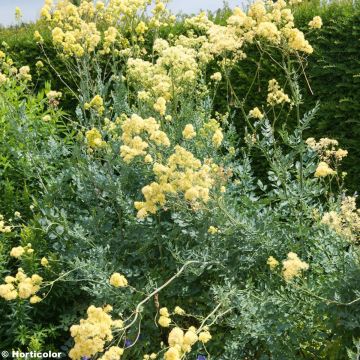 Thalictrum flavum subsp.glaucum