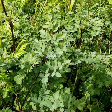 Thalictrum minus Adiantifolium