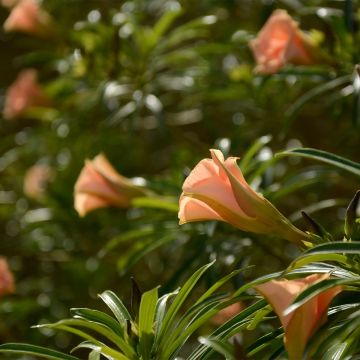Thevetia peruviana - Adelfa amarilla