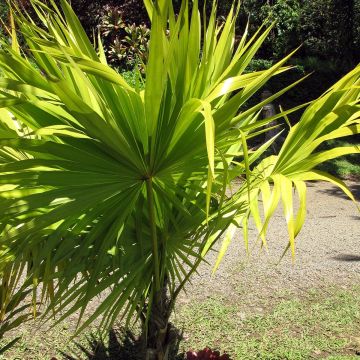 Thrinax radiata - Pelambrera de Florida