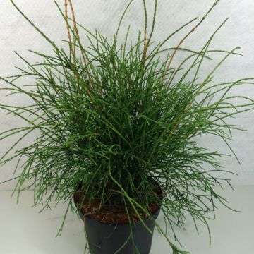Tuya occidental Filiformis