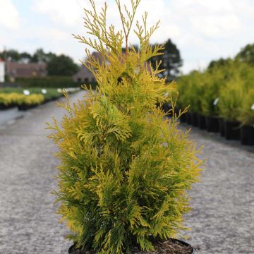 Tuya occidental Yellow Ribbon