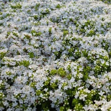Serpol serrano Albiflorus