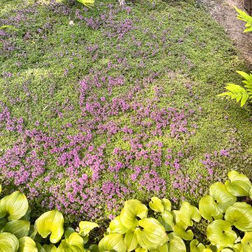 Tomillo - Thymus pseudolanuginosus