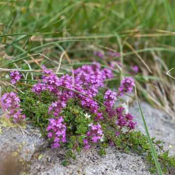 Thymus serpyllum - Serpol