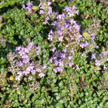 Tomillo - Thymus hirsutus