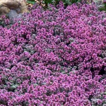 Tomillo - Thymus pseudolanuginosus