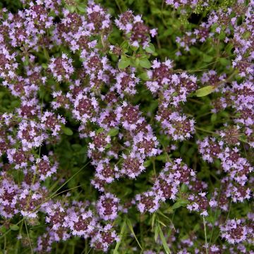 Tomillo - Thymus pulegioides Splendens