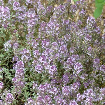 Tomillo Silver Posie