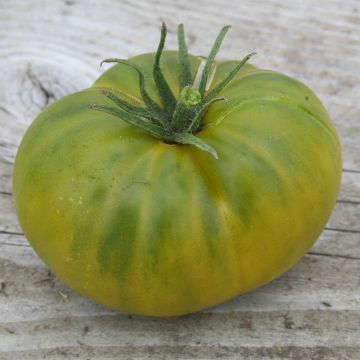 Tomate Aunt Ruby´s German Green