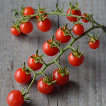 Tomate Barbaniaka