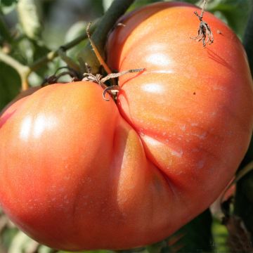 Tomate Brandywine