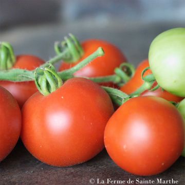 Tomate Casaque Rouge