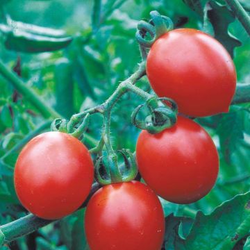 Tomate cherri Brin de Muguet Bio - Ferme de Sainte Marthe