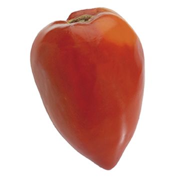 Tomate Fleurette F1 (planta interjada)