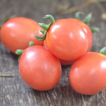 Tomate German Lunch Box