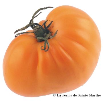Tomate Golden Jubilee