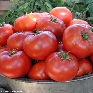 Tomate Legend