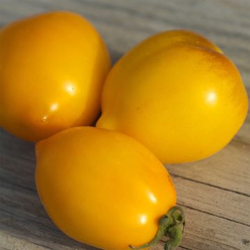 Tomate Lemon Tree