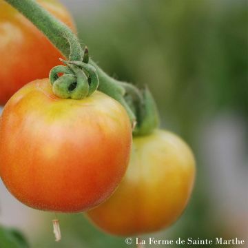 Tomate Madagascar