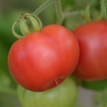 Tomate Mikado Violetor