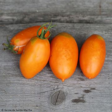 Tomate Orange Banana