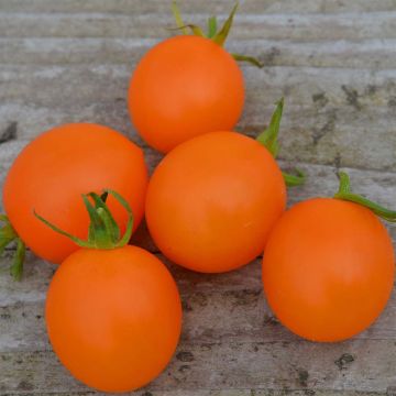 Tomate Orange Berry