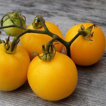 Tomate Pêche jaune