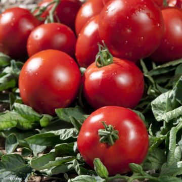 Tomate Paola F1 (planta)
