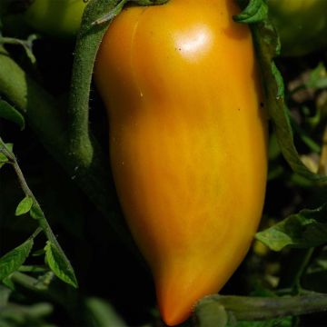 Tomate Poivron jaune