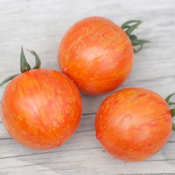 Tomate Red Zebra