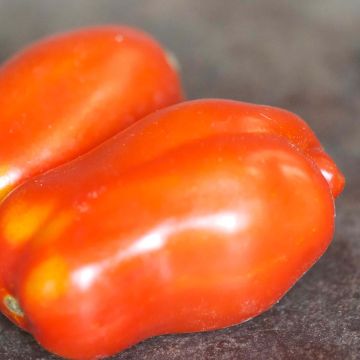 Tomate San Marzano