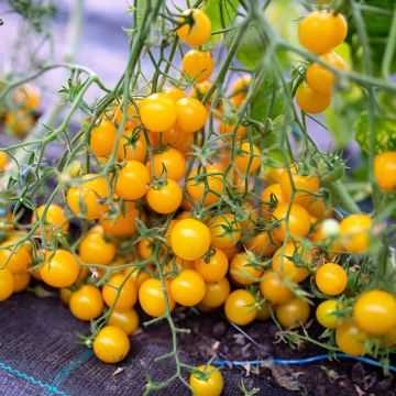 Tomate cherri Sturdy Grace F1