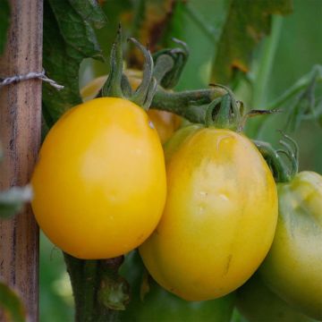 Tomate Tetón de Venus amarillo