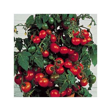 Tomate cherri Tiny Tim