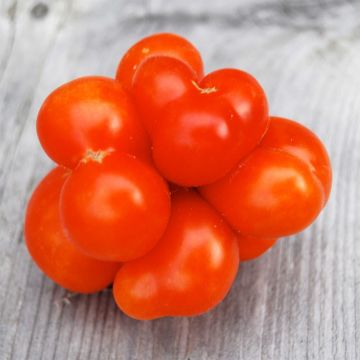 Tomate Voyage