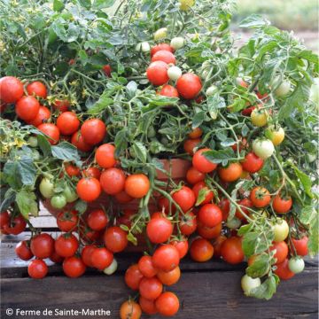 Tomate Maskotka