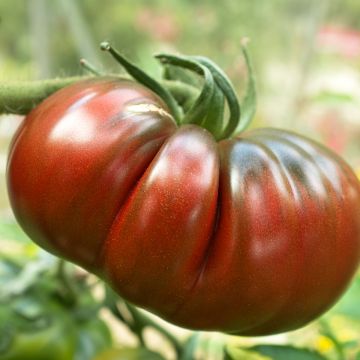 Tomate Russe rouge (planta) Tomate Russe rouge (planta)