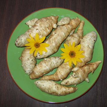 Tupinambo Fuseau Culinaire