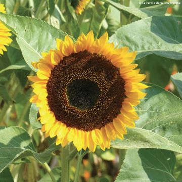 Girasol Taiyo