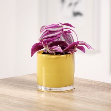 Tradescantia zebrina Pink Paradise - Planta amor de hombre