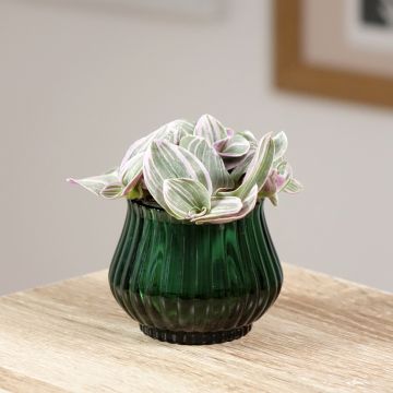 Tradescantia cerinthoides Sweetness - Planta amor de hombre